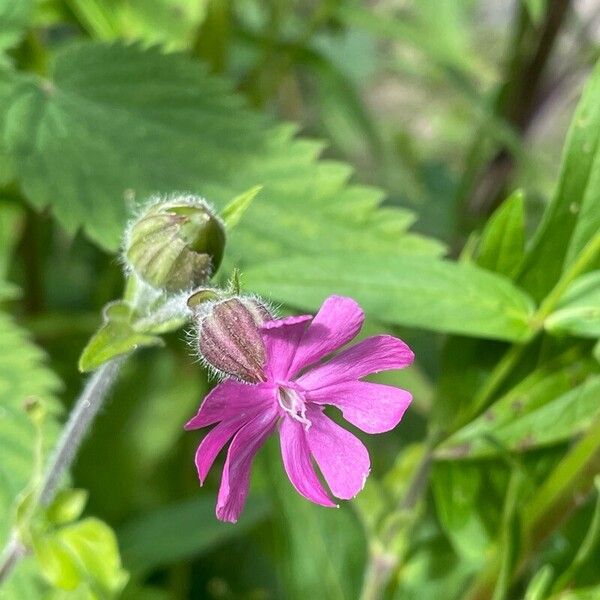 Silene dioica Kwiat