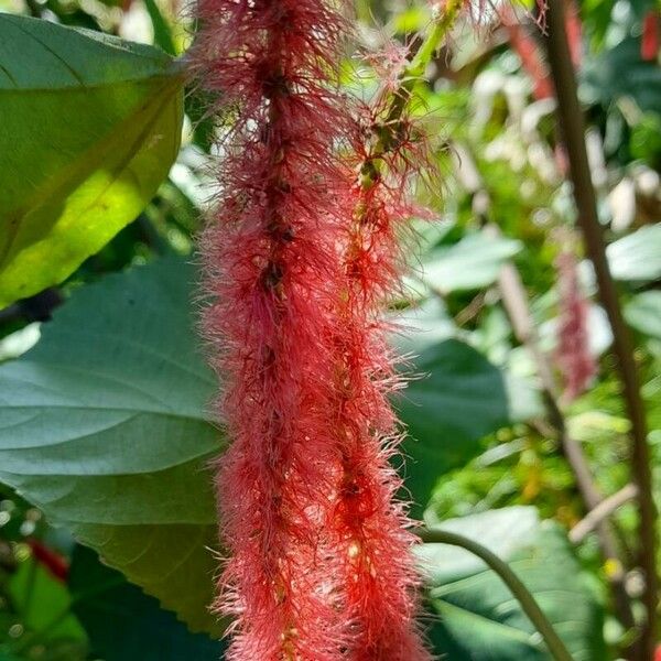 Acalypha hispida Цветок