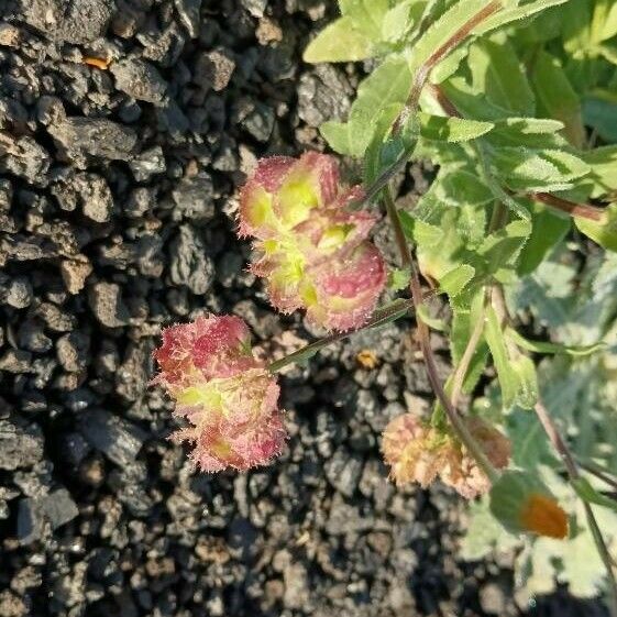 Calendula tripterocarpa ᱵᱟᱦᱟ