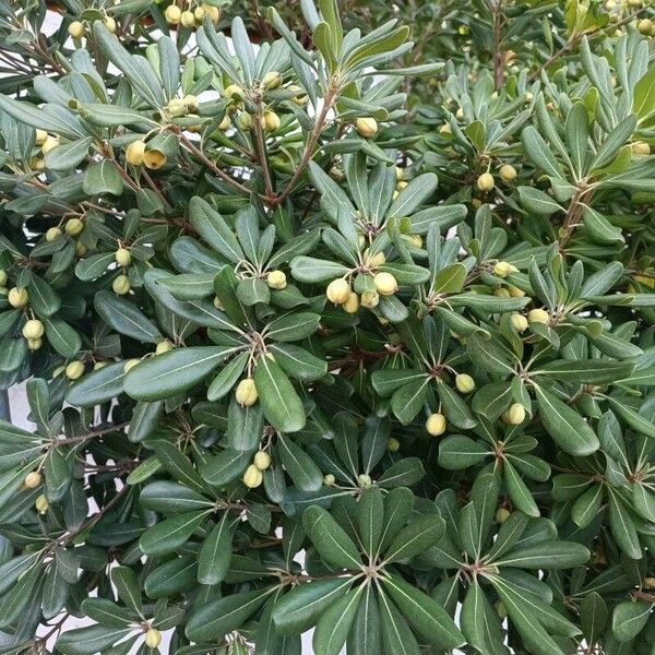 Pittosporum heterophyllum برگ