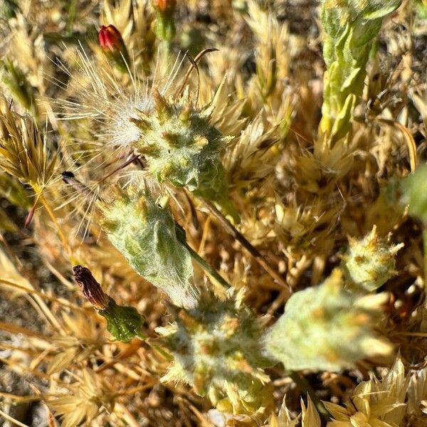 Filago germanica Blomst