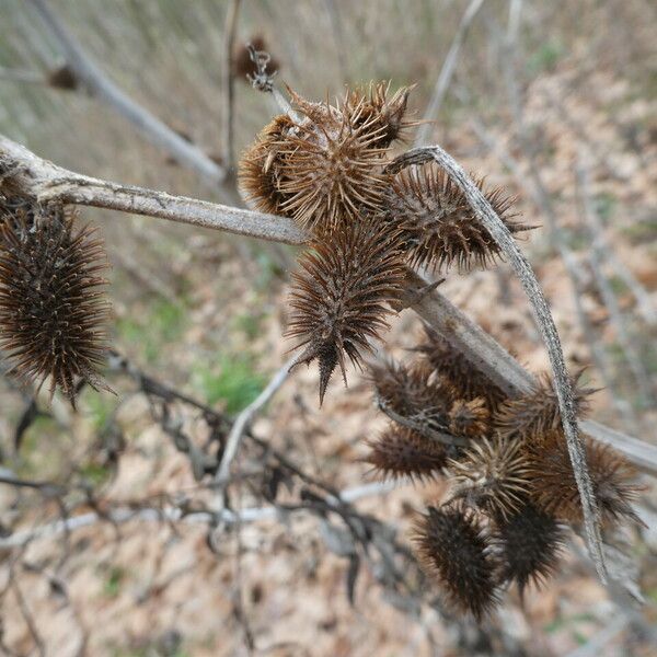 Xanthium orientale Fruit