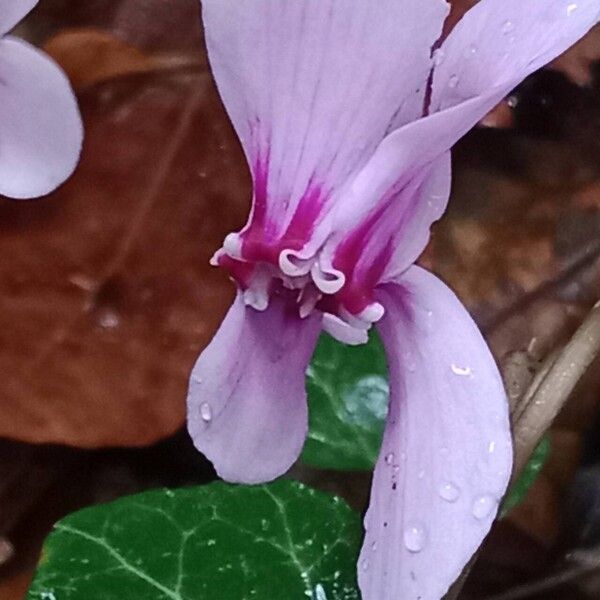 Cyclamen hederifolium Λουλούδι