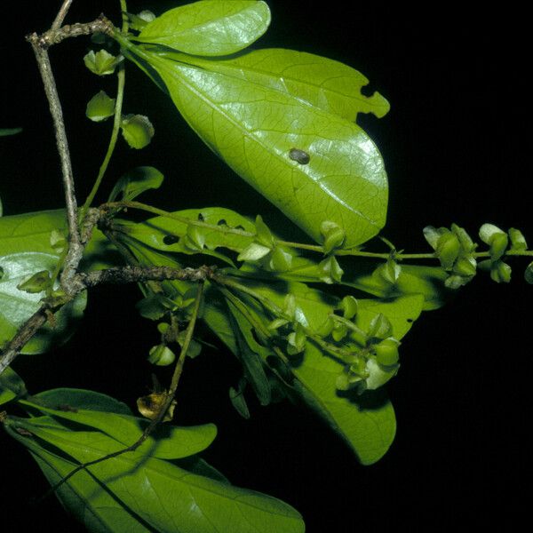 Terminalia amazonia Hoja