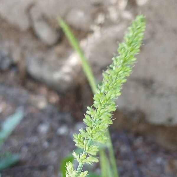 Setaria verticillata Цвят