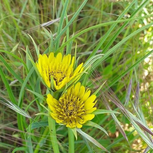 Tragopogon dubius 花