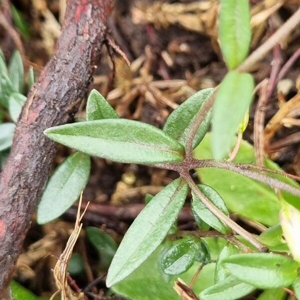 Polygala serpyllifolia Liść