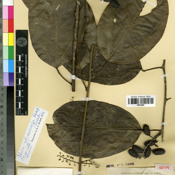 Abuta solimoesensis Leaf