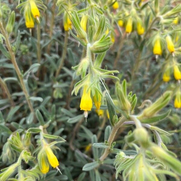 Onosma frutescens 花