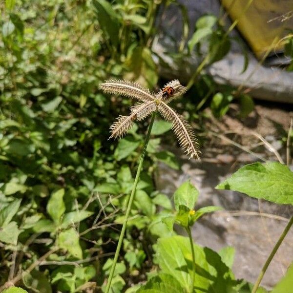 Dactyloctenium aegyptium Лист