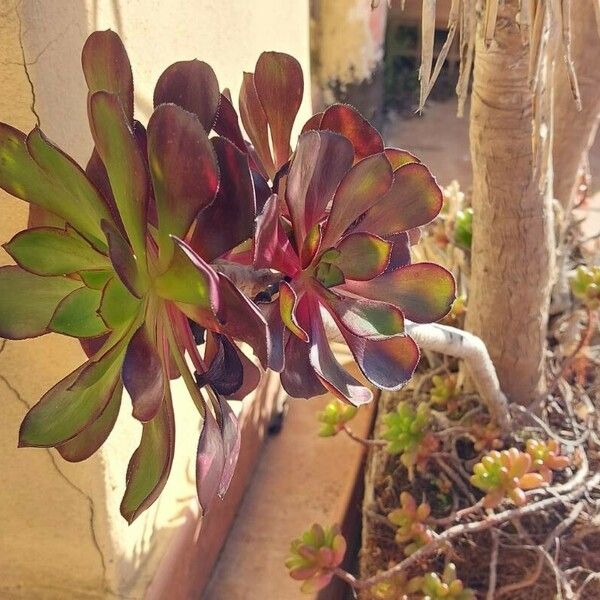 Aeonium arboreum ᱵᱟᱦᱟ