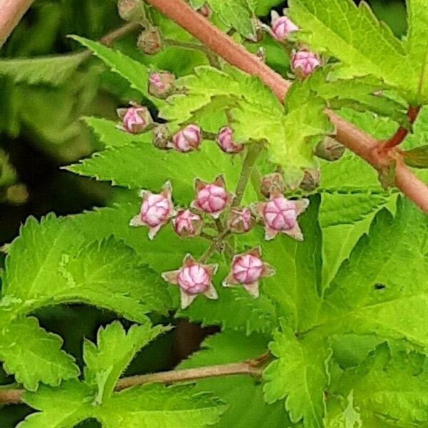 Neillia incisa Flower