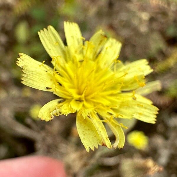 Andryala integrifolia 花