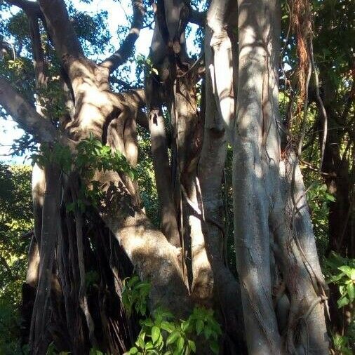 Ficus elastica Bark