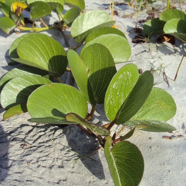 Ipomoea pes-caprae Folha