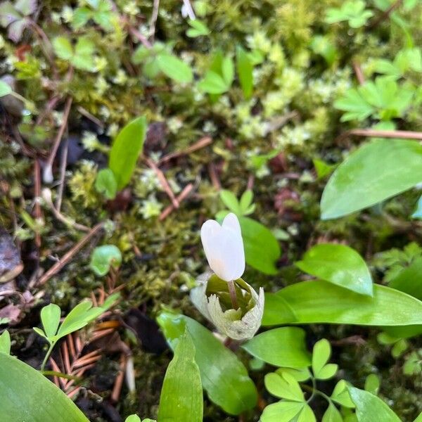 Sanguinaria canadensis Цвят