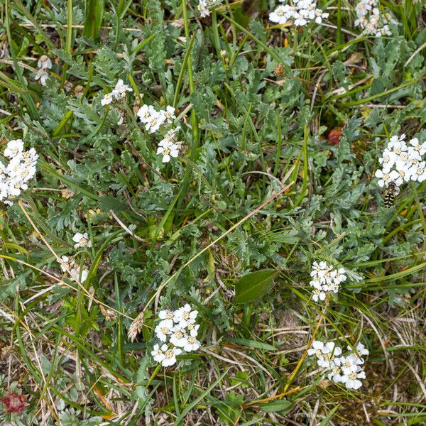 Achillea clavennae Лист