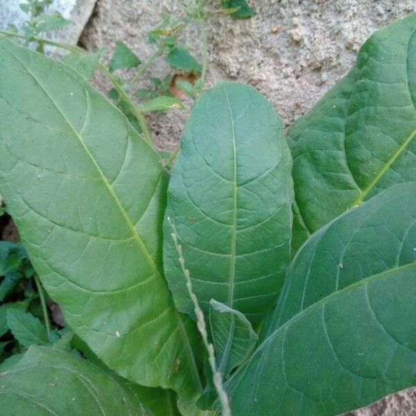 Nicotiana tabacum Leaf
