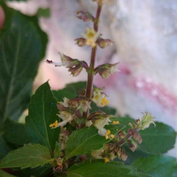 Ocimum gratissimum 花