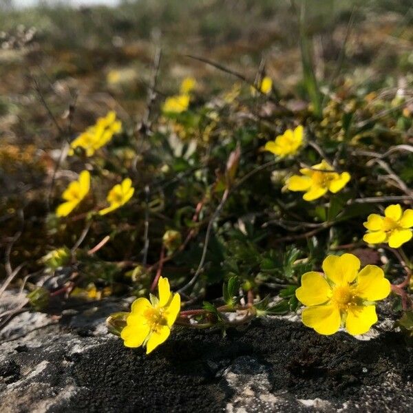 Potentilla pedata Flor