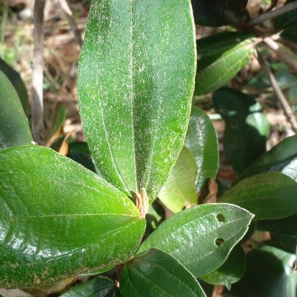 Miconia albicans पत्ता