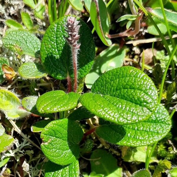 Salix reticulata Flower