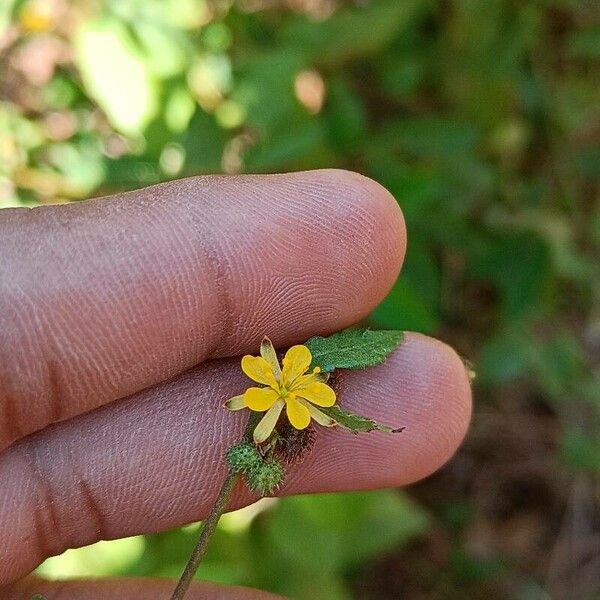 Triumfetta rhomboidea ফুল