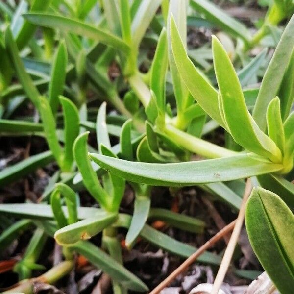 Carpobrotus acinaciformis Vekstform