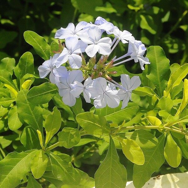 Plumbago auriculata Blomst