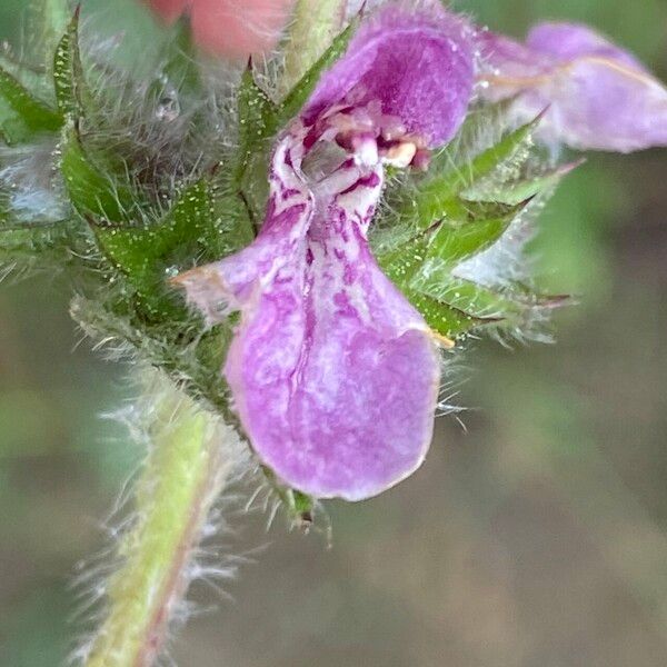 Stachys heraclea Flower