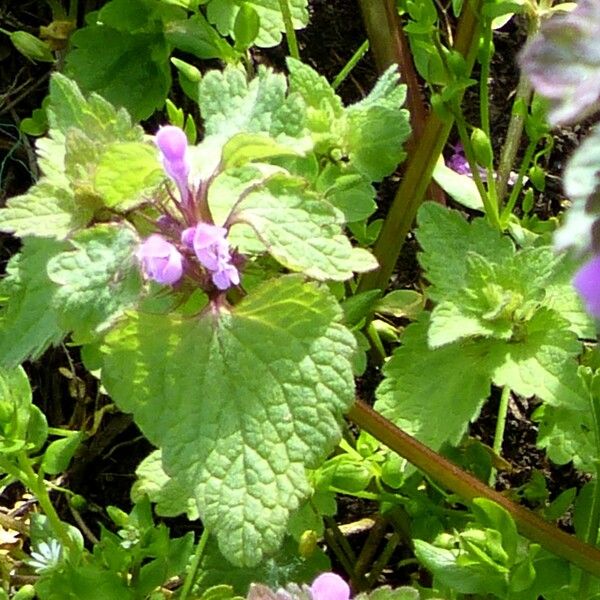 Lamium purpureum Frunză