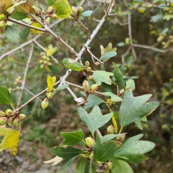 Acer sempervirens List