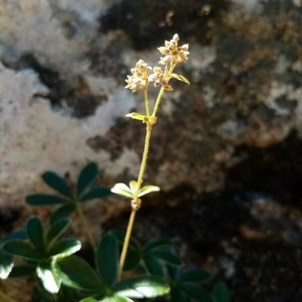 Alchemilla saxatilis Цветок
