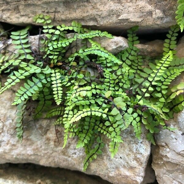 Asplenium trichomanes Folha