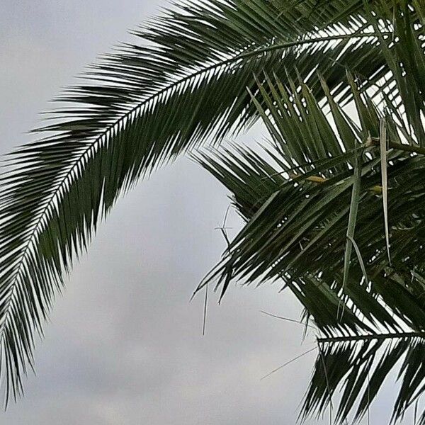 Phoenix canariensis Hostoa