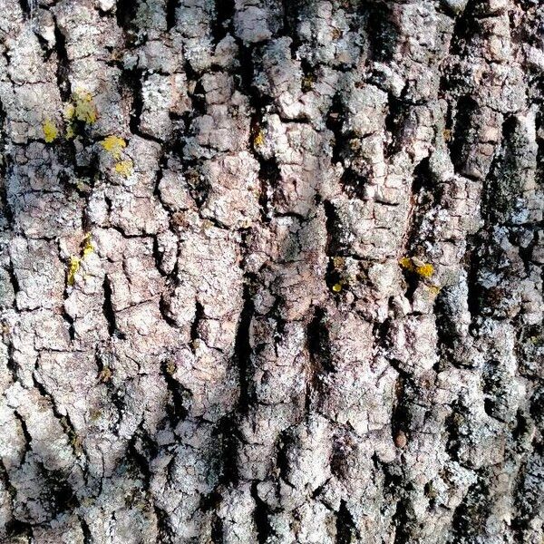 Fraxinus angustifolia Corteccia