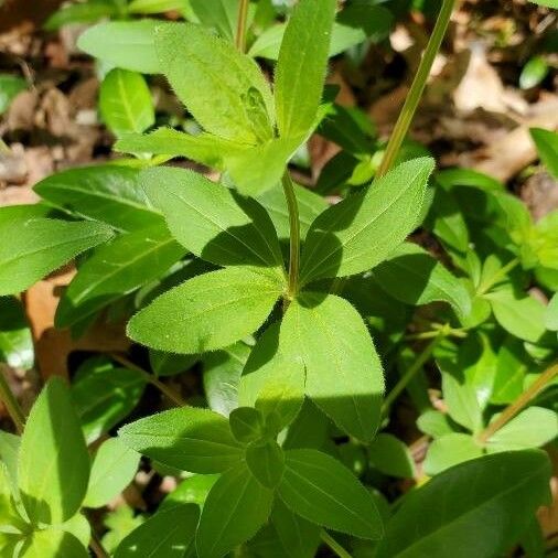 Galium circaezans Leaf