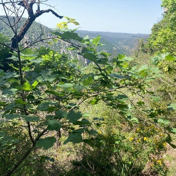 Acer opalus Habitat