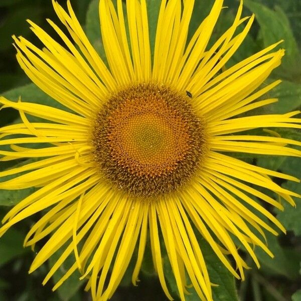 Inula helenium Flower