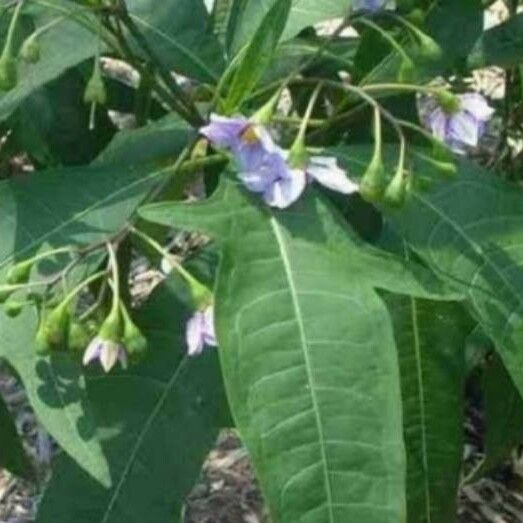 Solanum aviculare 花