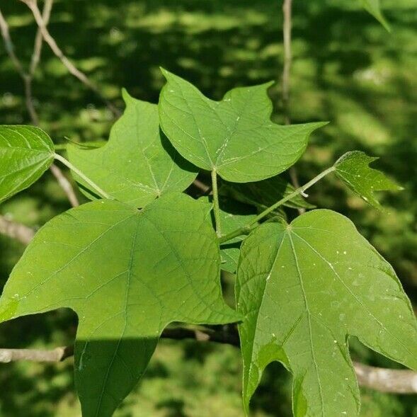 Alangium platanifolium Лист