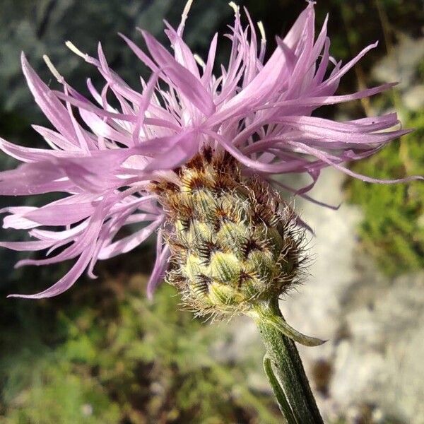 Centaurea stoebe Květ