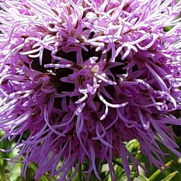 Liatris pycnostachya Blüte