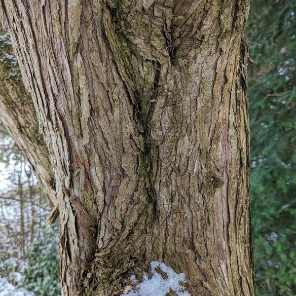 Juniperus scopulorum Bark