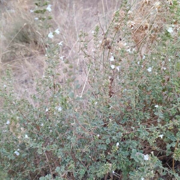 Clinopodium nepeta Облик