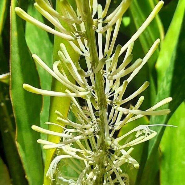 Sansevieria hyacinthoides Bloem