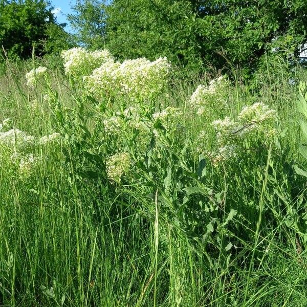 Lepidium draba Hàbitat