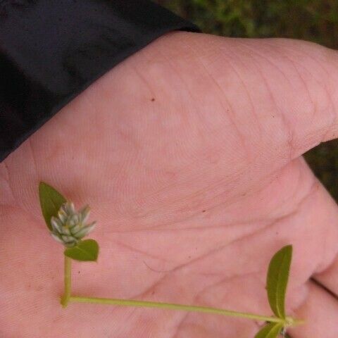 Gomphrena celosioides Цвят