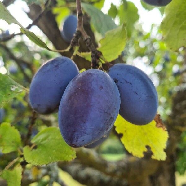 Prunus domestica Fruit