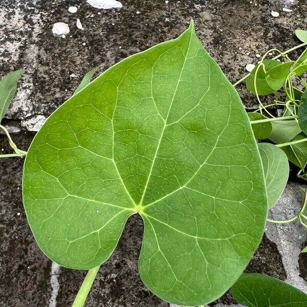 Tinospora cordifolia Hoja